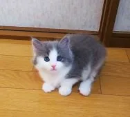 サイベリアン【奈良県・女の子・2022年4月20日・ブルータビー&ホワイト】の写真4