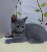 シャルトリュー【奈良県・男の子・2021年6月16日・ブルー】の写真4