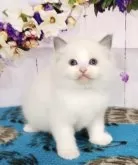 ラグドール【奈良県・男の子・2024年3月15日・ブルーポイントバイカラー】の写真4