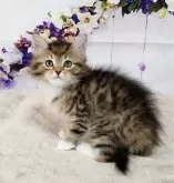 サイベリアン【奈良県・男の子・2024年3月22日・ブラウンマッカレルタビー&ホワイト】の写真4