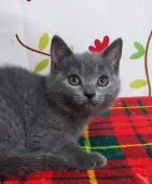 シャルトリュー【奈良県・女の子・2022年3月28日・ブルー】の写真4