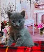 シャルトリュー【奈良県・女の子・2022年3月28日・ブルー】の写真5