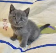 シャルトリュー【奈良県・男の子・2020年4月10日・ブルー】の写真5