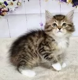 サイベリアン【奈良県・男の子・2024年3月22日・ブラウンマッカレルタビー&ホワイト】の写真5