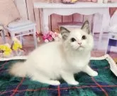 ラグドール【奈良県・女の子・2023年11月6日・ブルーポイントバイカラー】の写真5