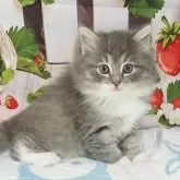 サイベリアン【奈良県・男の子・2025年11月27日・ブルーマッカレルタビー&ホワイト】の写真2