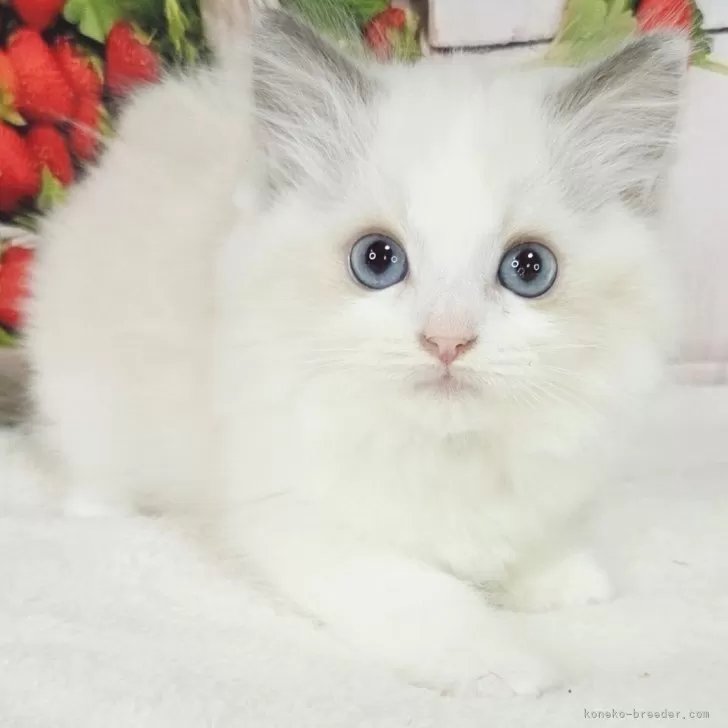 ラグドール【奈良県・女の子・2025年9月12日・ブルーポイントバイカラー】の写真1