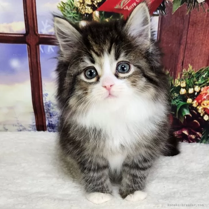 ID:2412-01770の子猫