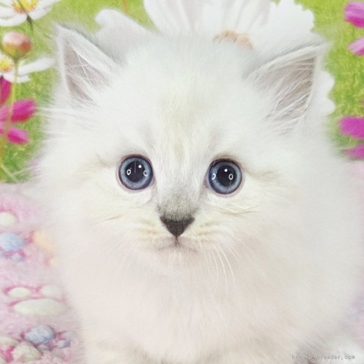 ブリーダー画像