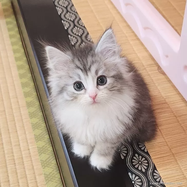 ID：2412-01957の子猫