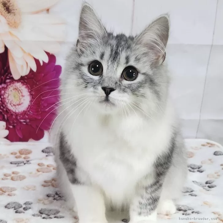 Y.T 様のお迎えした子猫