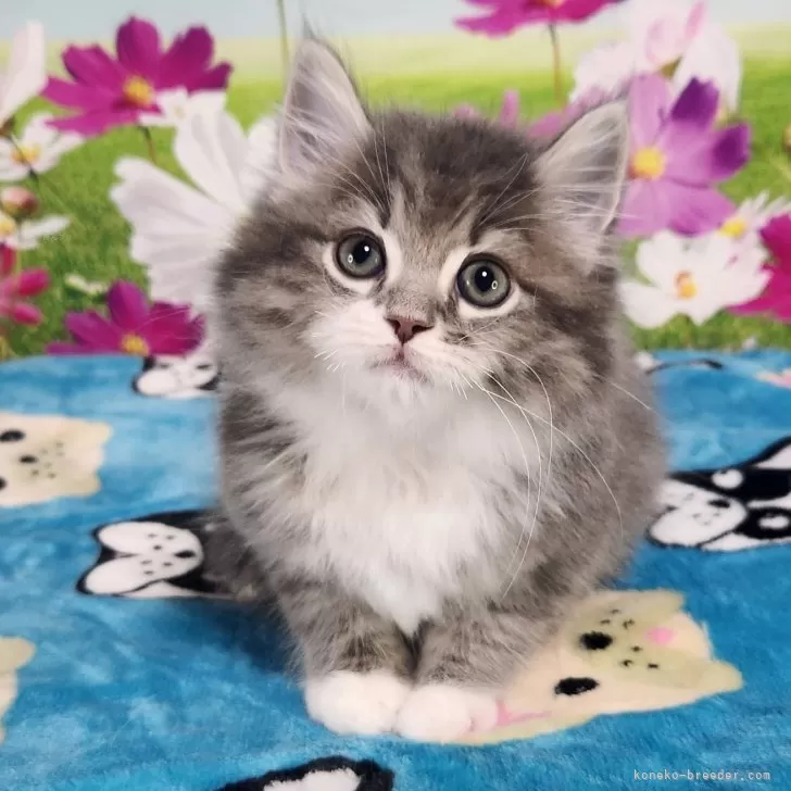 ID：2504-00106の子猫