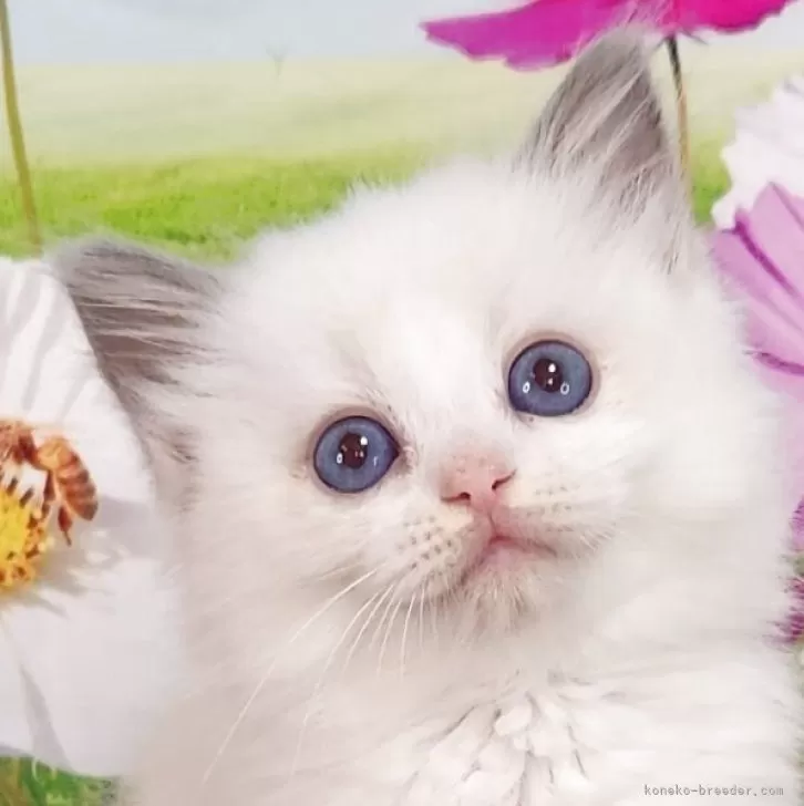 ID:2504-02995の子猫