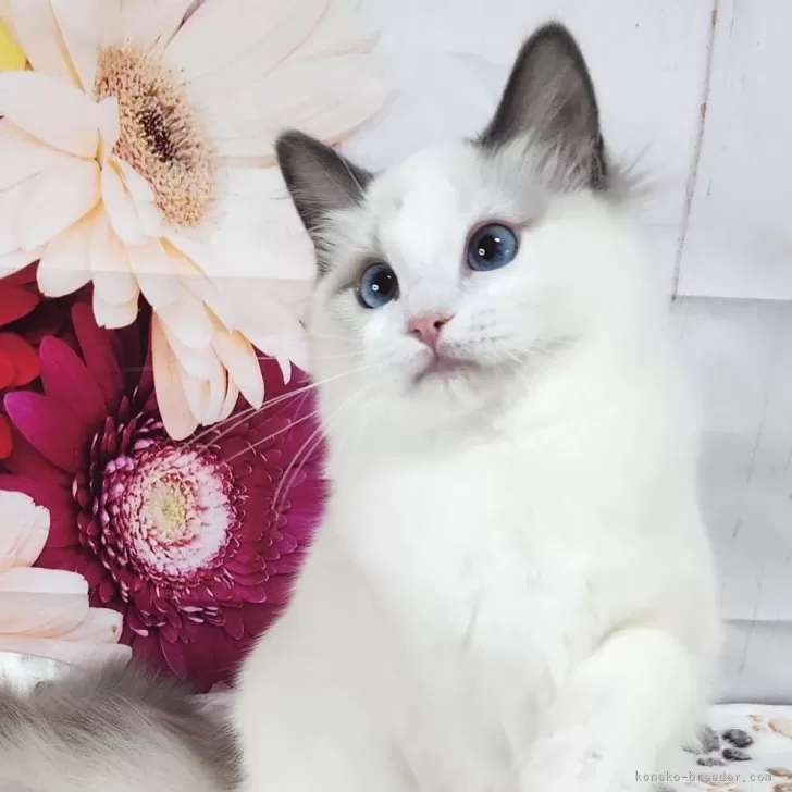 ID：2502-02236の子猫