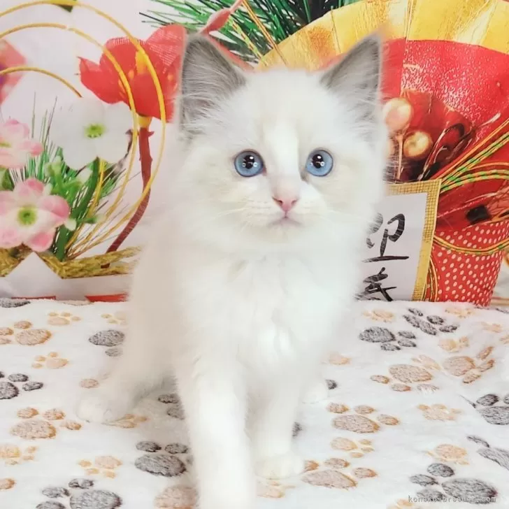 ID:2412-01751の子猫