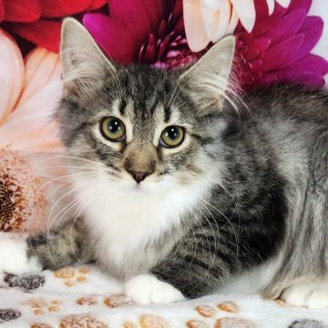 サイベリアン【奈良県・女の子・2024年9月30日・ブラウンマッカレルタビー&ホワイト】の写真「白いソックスのはいたねこちゃん♪」