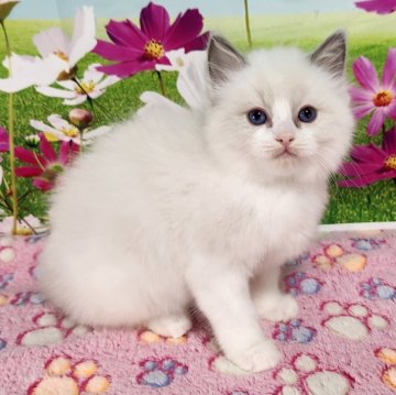 ラグドール【奈良県・女の子・2025年1月17日・ブルーポイントバイカラー】の写真「もふもふの天使🥰」