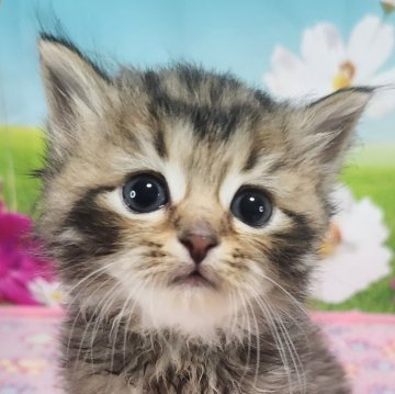 サイベリアン【奈良県・男の子・2025年3月1日・ブラウンマッカレルタビー】の写真「サイベリアンといれば、このカラー♪」