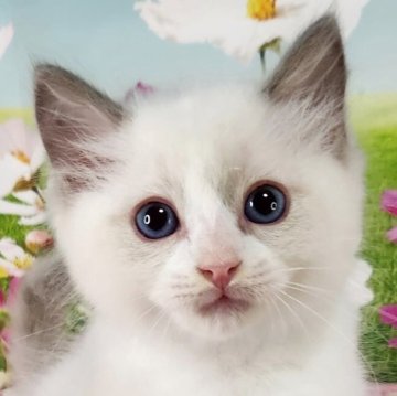 ラグドール【奈良県・男の子・2025年3月30日・ブルーポイントバイカラー】の写真「天真爛漫の男の子😆」