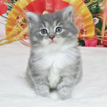 サイベリアン【奈良県・男の子・2025年11月27日・ブルーマッカレルタビー&ホワイト】の写真「なんともまん丸で可愛い🎵」