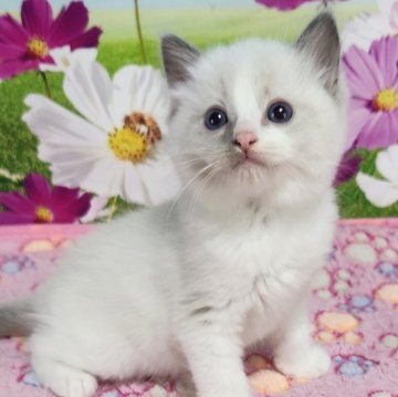 ラグドール【奈良県・男の子・2025年2月16日・ブルーポイントバイカラー】の写真「個性的なラグドール🥰」