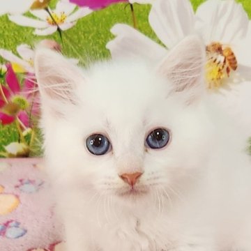 サイベリアン【奈良県・男の子・2025年5月22日・クリームリンクスポイント&ホワイト】の写真「ふわっとクリームが混ざった白い毛並み✨」