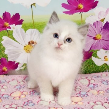 ラグドール【奈良県・男の子・2025年3月30日・ブルーポイントバイカラー】の写真「ムチコロ感がたまりません😆」