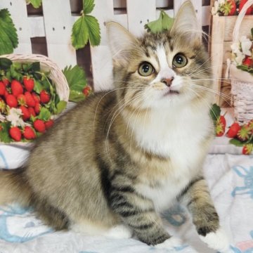 サイベリアン【奈良県・女の子・2025年9月9日・ブラウンマッカレルタビー&ホワイト】の写真「少し成長しまして丸々サイズに😆🎵」