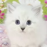 サイベリアン
