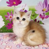 ブリティッシュショートヘア