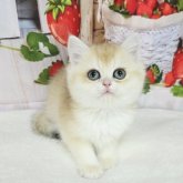 ブリティッシュショートヘア