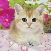 ブリティッシュショートヘア