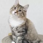 サイベリアン