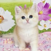ブリティッシュショートヘア
