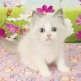 ラグドール【奈良県・男の子・2025年7月11日・ブルーポイントバイカラー】の写真10