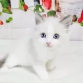 ラグドール【奈良県・男の子・2025年9月12日・ブルーポイントバイカラー】の写真2