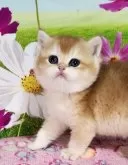 ブリティッシュショートヘア【奈良県・女の子・2025年4月23日・ブラックゴールデンシェーデット】の写真3