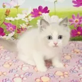 ラグドール【奈良県・男の子・2025年7月11日・ブルーポイントバイカラー】の写真11