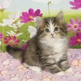 サイベリアン【奈良県・女の子・2025年9月9日・ブラウンマッカレルタビー&ホワイト】の写真3