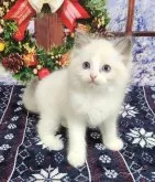 ラグドール【奈良県・男の子・2024年10月28日・ブルーポイントバイカラー】の写真5