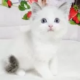 ラグドール【奈良県・男の子・2025年9月12日・ブルーポイントバイカラー】の写真4
