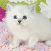 サイベリアン【奈良県・男の子・2025年9月9日・ブルーリンクスポイント】の写真4