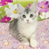 サイベリアン【奈良県・女の子・2025年7月14日・シルバーマッカレルタビー&ホワイト】の写真4