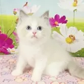 ラグドール【奈良県・男の子・2025年7月11日・ブルーポイントバイカラー】の写真12