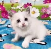 ラグドール【奈良県・女の子・2025年2月27日・ブルーポイントバイカラー】の写真5