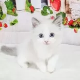 ラグドール【奈良県・男の子・2025年9月12日・ブルーポイントバイカラー】の写真5