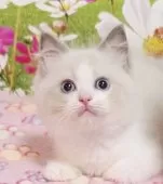 ラグドール【奈良県・男の子・2025年7月11日・ブルーポイントバイカラー】の写真14