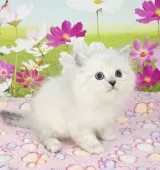 サイベリアン【奈良県・男の子・2025年9月9日・ブルーリンクスポイント】の写真7