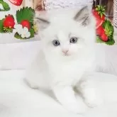 ラグドール【奈良県・女の子・2025年9月12日・ブルーポイントバイカラー】の写真7