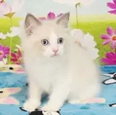 ラグドール【奈良県・男の子・2025年7月11日・ブルーポイントバイカラー】の写真7